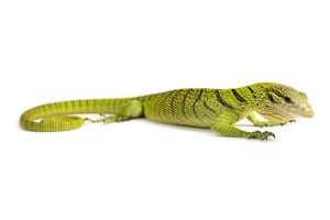 Varanus reisingeri